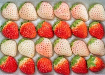 Corea reporta un aumento en las exportaciones de fruta fresca
