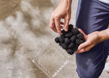 Revolución en las moras: PSG presenta la primera variedad primocaña con producción durante todo el año