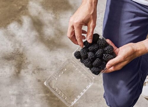 Revolución en las moras: PSG presenta la primera variedad primocaña con producción durante todo el año