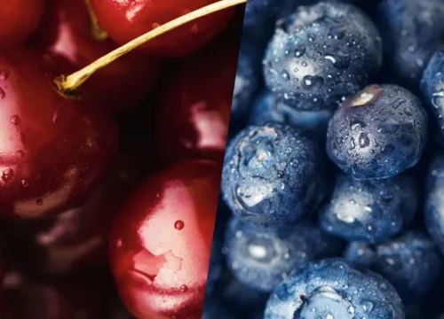 Biobío impulsa su fruticultura con PTI Tecnofruta: cerezas y arándanos proyectan una nueva etapa