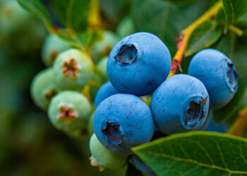 Buscan reducir hasta un 60% el impacto de “Drosophila suzukii” en “berries” chilenos