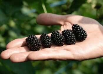 Serbia impulsa su industria de berries con nuevas variedades y sistemas de producción