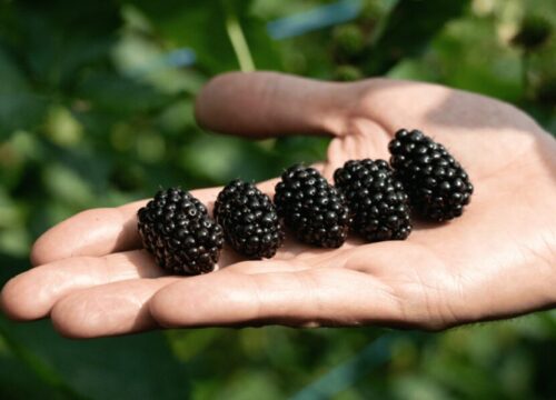 Serbia impulsa su industria de berries con nuevas variedades y sistemas de producción