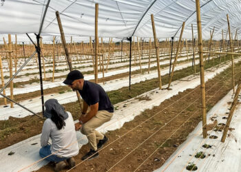 Las olas de calor ponen a prueba la producción de “berries” en el Mediterráneo y el norte de África