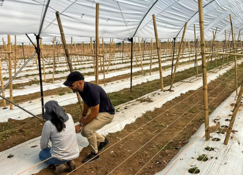 Las olas de calor ponen a prueba la producción de “berries” en el Mediterráneo y el norte de África