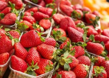 El clima redefine la temporada 2026 de fresas en California