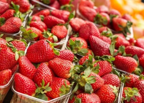 El clima redefine la temporada 2026 de fresas en California