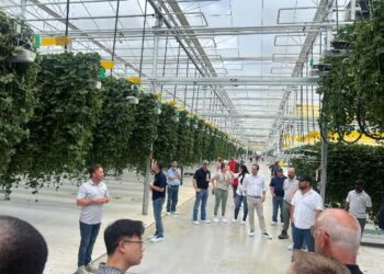 EZ Grow Farms acogerá la segunda edición anual del Strawberry Grower Research Day