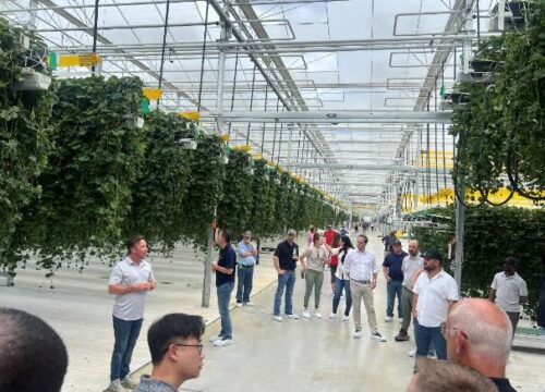 EZ Grow Farms acogerá la segunda edición anual del Strawberry Grower Research Day