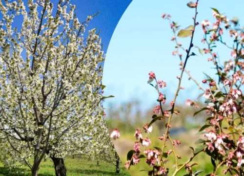 El Niño eleva riesgo de lluvias intensas y granizo en primavera