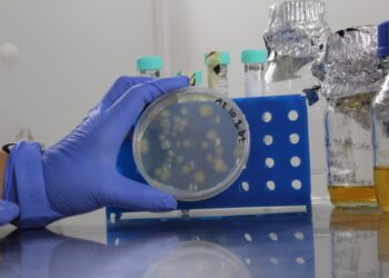 Investigadores chilenos desarrollan innovador sistema biológico para extender la vida útil de la frutilla