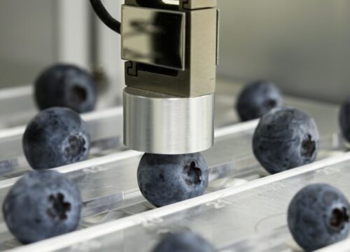 Naturipe Farms y Hortifrut amplían su plataforma genética de berries con alianza estratégica junto a MBO