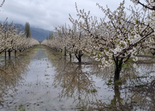 Fenómeno de “El Niño” eleva riesgo de lluvias intensas durante la floración de especies frutales