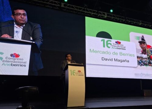 Industria de berries enfrenta mayor incertidumbre global, pero la demanda seguirá creciendo