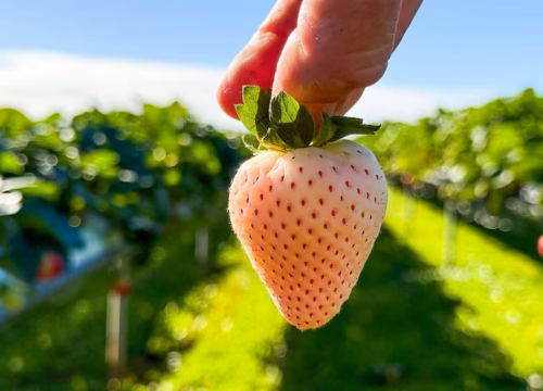 Deliciosas frutillas australianas, ahora también blancas además de rojas