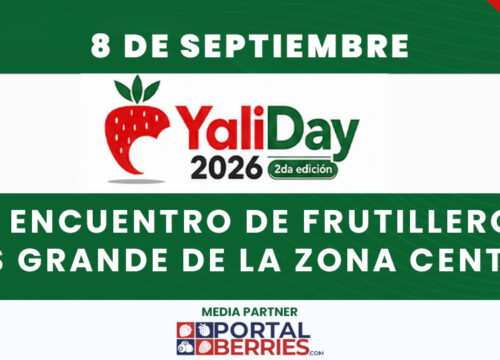 YaliDay 2026 prepara su segunda edición con 16 empresas vinculadas al cultivo de frutillas
